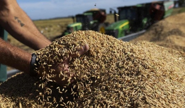 Após suspeitas de irregularidades, Governo Lula suspende leilão de arroz importado
