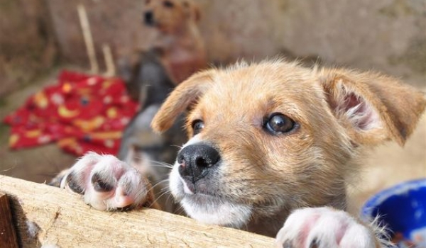 Bazar de arrecadação de fundos para castração de animais acontece neste sábado (7) em Rio Verde