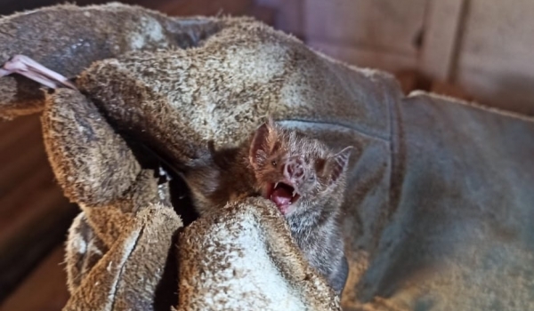 Agrodefesa faz monitoramento em morcegos após caso positivo para raiva 