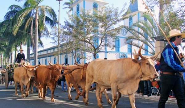 Desfile de Carros de Bois de Trindade pode virar patrimônio histórico e cultural de Goiás