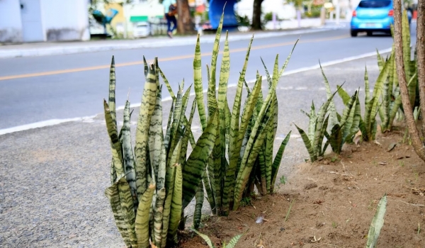 SES-GO divulga que Goiás registrou 98 casos de intoxicação por plantas em menos de três meses