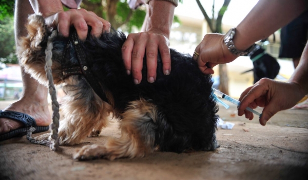  Caso de raiva canina é registrado em São Paulo após 40 anos sem notificação da doença 