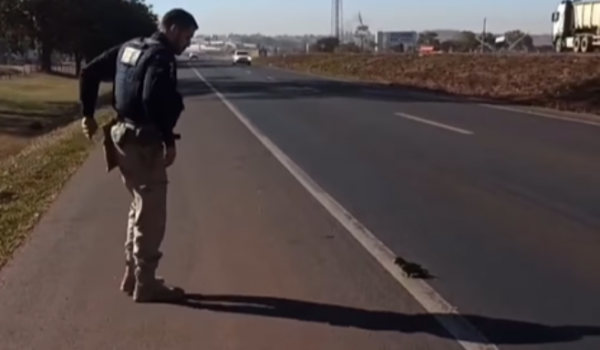 Agente da PRF resgata maritaca-verde em trecho urbano da BR-060, em Rio Verde