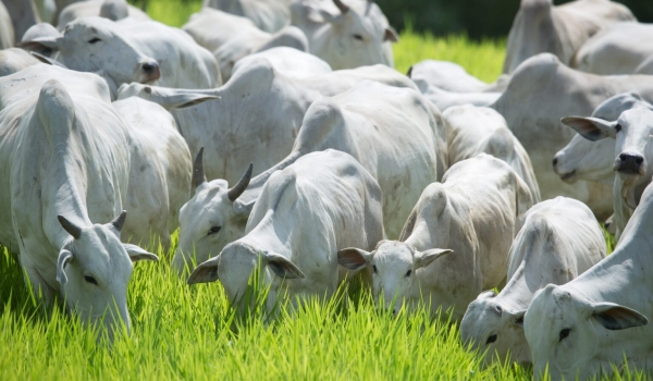 Coluna Marcos Paulo: ALTA NO ABATE DE BOVINOS E AVES É MÉRITO TAMBÉM DA AGRODEFESA