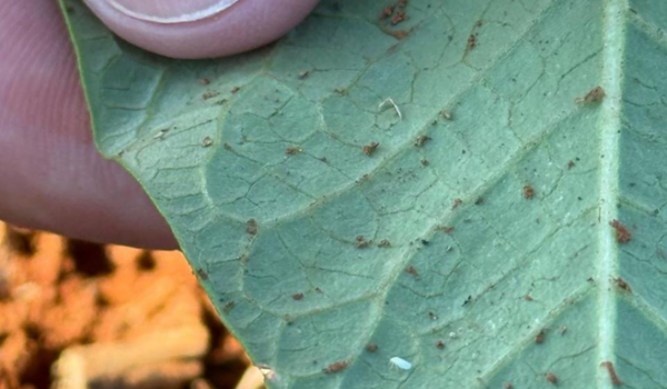Agrodefesa monitora a mosca-branca em lavouras de feijão em Rio Verde e outras cidades de GO