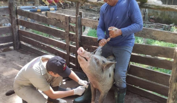 Agrodefesa realiza ações para manter Goiás livre da peste suína clássica