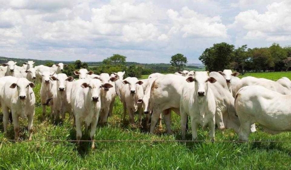 Agrodefesa confirma morte de cinco bovinos por raiva em Goiás
