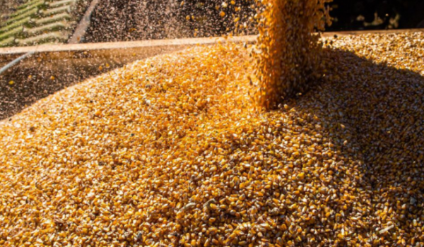 Safra brasileira deve bater recorde histórico em 2025, aponta IBGE