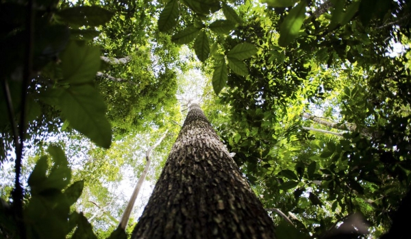 Alertas de desmatamento na Amazônia batem recorde para fevereiro