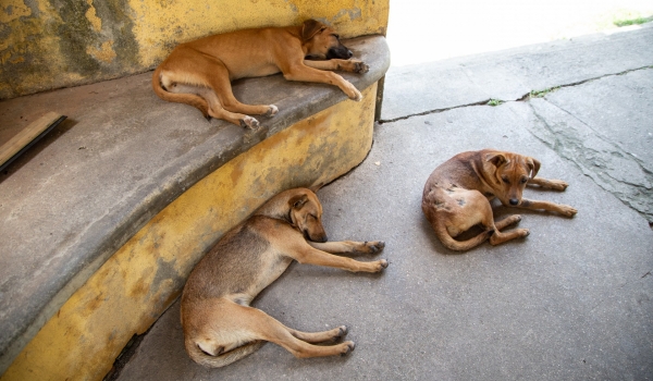 ANIMAIS ABANDONADOS: ENTRE O ABANDONO REAL E A CARIDADE DE VITRINE
