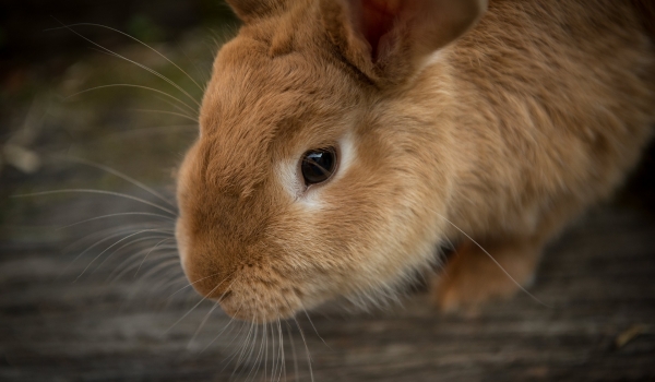 Governo publica resolução que proíbe o uso de animais em testes para cosméticos e perfumes