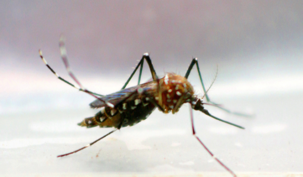 AVANÇOS NA LUTA CONTRA A DENGUE: A VACINA BRASILEIRA QUE PROMETE TRANSFORMAR O CENÁRIO