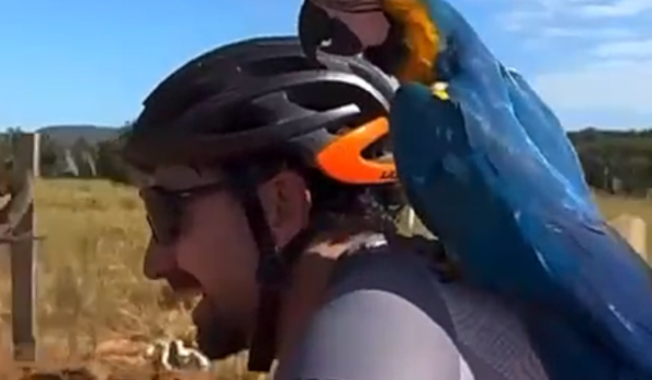 Arara-canindé pousa em ciclista e pega carona em seu ombro