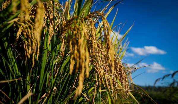 Embrapa anuncia novo cultivar de arroz que pode tornar Goiás autossuficiente