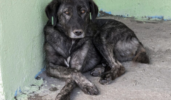 Assembleia Legislativa de SP aprova projeto que proíbe acorrentamento cruel de cães e gatos