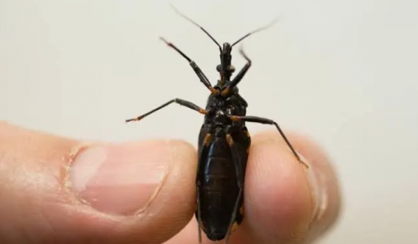 SILENCIOSA, NEGLIGENCIADA E PERSISTENTE: ASSIM PODE SER DEFINIDA A DOENÇA DE CHAGAS