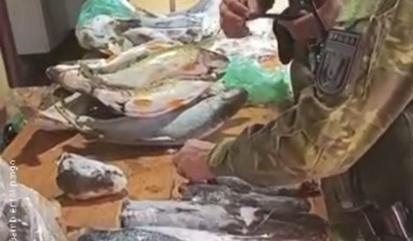 Batalhão Ambiental combate pesca predatória e doa 70 kg de pescado para instituição em Rio Verde