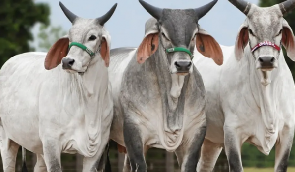 Carne brasileira vira alvo de nova disputa comercial com os EUA e pode sofrer tarifa extra de 12,5%