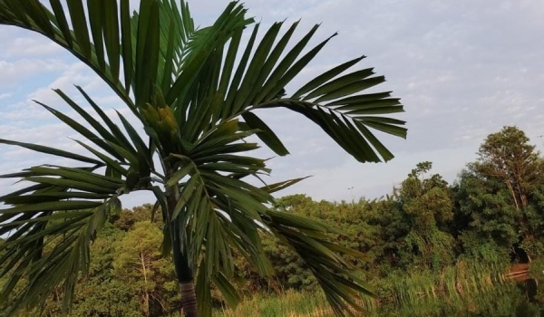 Boletim do tempo prevê sol e chuvas isoladas para Rio Verde