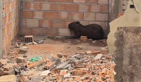 Bombeiros resgatam capivara em lote urbano e devolvem animal à natureza em Itumbiara