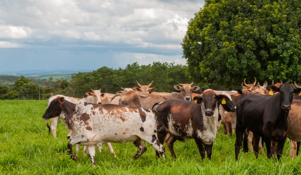 Coluna Marcos Paulo: VACINAÇÃO CONTRA RAIVA EM HERBÍVOROS COMEÇA DIA 1º DE NOVEMBRO EM GOIÁS