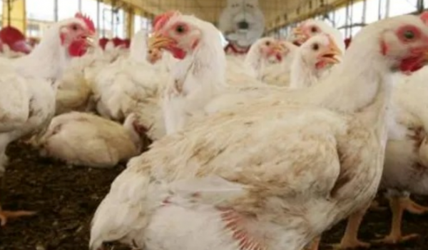 BRF abate 74 mil aves em ação preventiva após foco de gripe aviária em Goiás