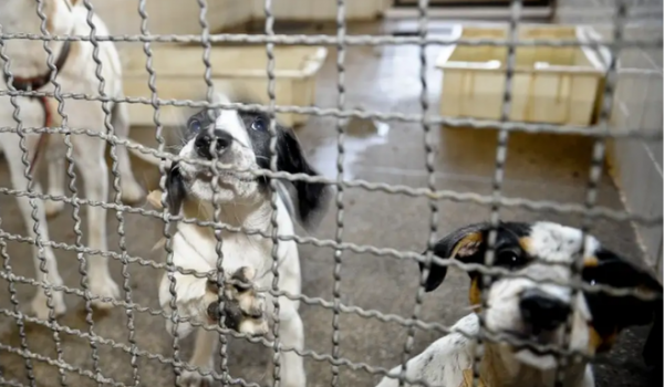 Câmara aprova fim dos testes em animais para cosméticos e produtos de higiene