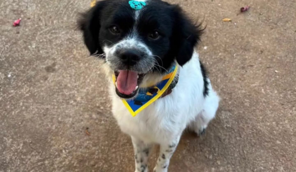 Em Goiânia, cão é abandonado em casa após tutoras se mudarem de casa para outro estado