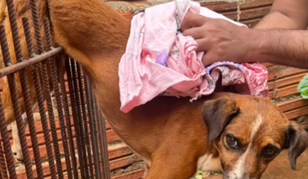 Cão aventureiro fica preso no portão e precisa ser resgatado, em Jataí