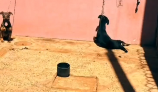 Cão é encontrado morto enforcado em Jataí; tutor é preso em flagrante
