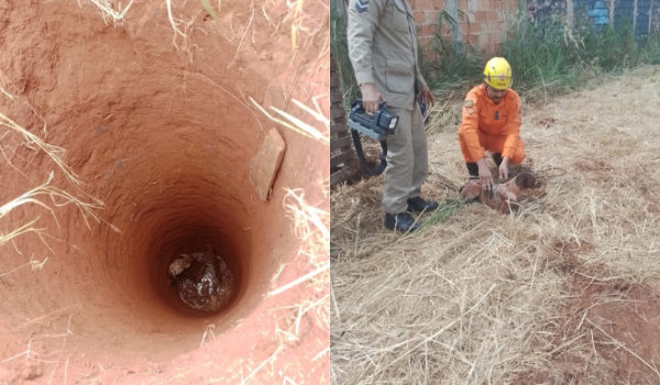 Cão é resgatado de cisterna com 10 metros de profundidade no Portal do Sol, em  Rio Verde