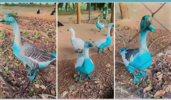 Córrego e rio são tingidos por corante após acidente, em SP; animais ficaram azul