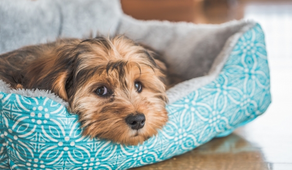 GUARDA COMPARTILHADA DOS PETS: UM DILEMA MODERNO