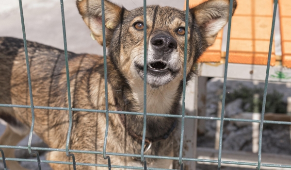 Descuido faz cão de tutor ferir pedestre no Setor dos Funcionários, em Rio Verde