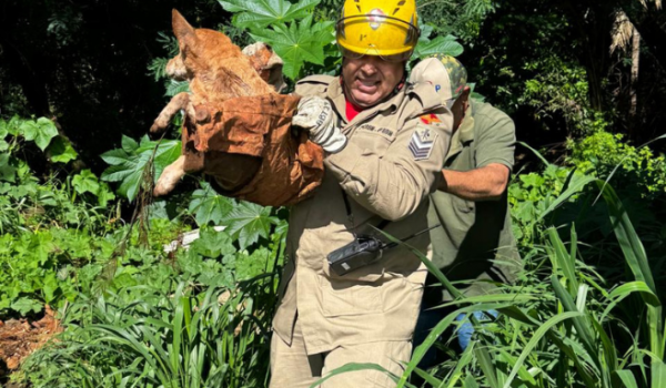 Cadela debilitada é resgatado de ribanceira no Jardim Adriana, em Rio Verde