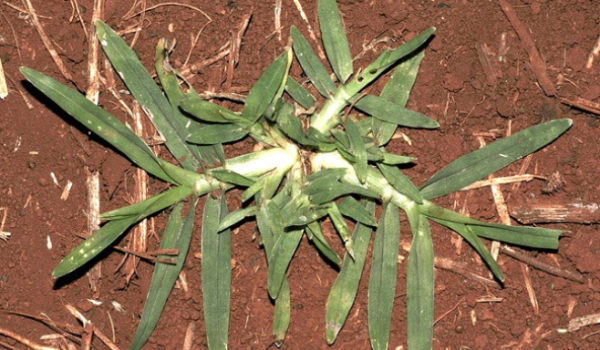 Embrapa lança curso gratuito sobre manejo do capim-pé-de-galinha durante a Tecnoshow 2026