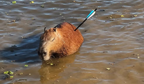 Capivara é resgatada pela GCM após ser atingida por flecha, mas morre