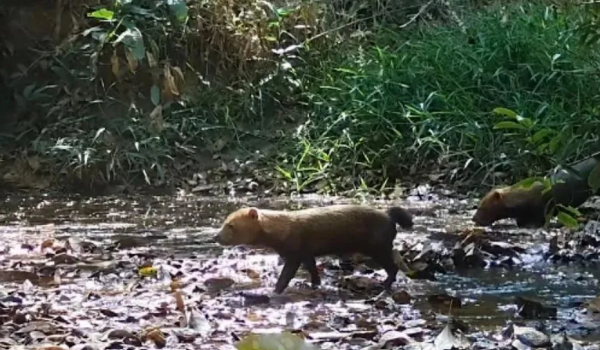 Conheça o cachorro-vinagre, animal raríssimo em extinção visto em reserva de GO