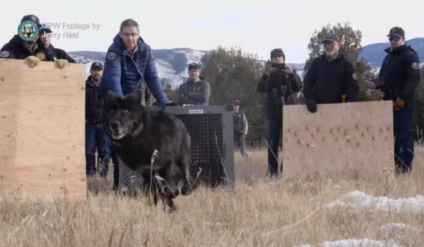 Lobos são soltos pela primeira vez em montanhas do Colorado, nos EUA: assista ao vídeo