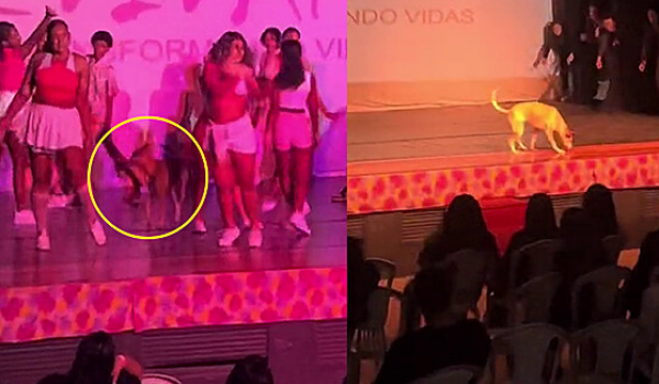 Caramela invade palco durante apresentação de dança e rouba a cena no final