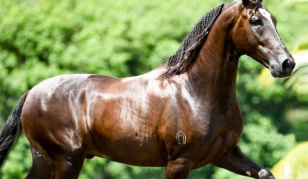 Cavalo de R$ 12 milhões teria morrido após consumir ração de fábrica, em Goiás