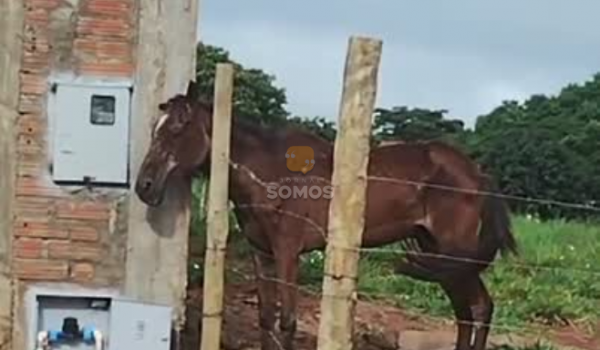 Cavalo é flagrado com a cabeça presa em cerca em lote no Conjunto Vila Verde, em Rio Verde; animal está sob cuidados