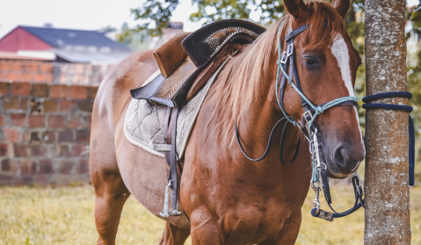 Fábrica de rações de Itumbiara suspende atividades após morte de 63 cavalos