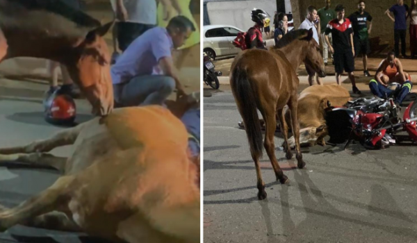 Cena comovente: cavalo tenta reanimar égua morta após atropelamento em Goiânia