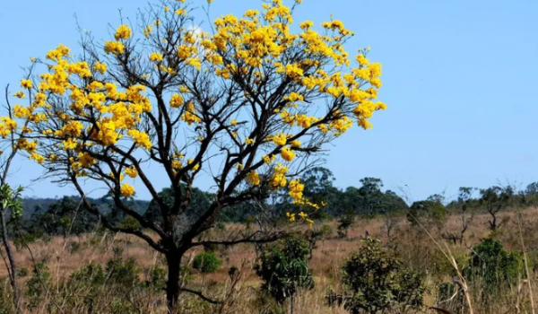 Goiás cria programa para remunerar produtores que preservarem áreas nativas