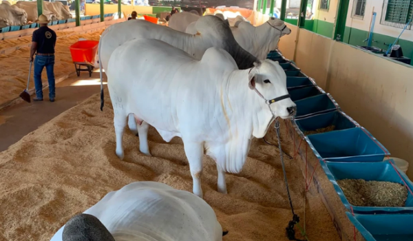 Chegada do gado Nelore marca início da programação técnica da Expo Rio Verde 2026