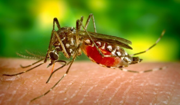 Chikungunya atinge recordes em Goiás