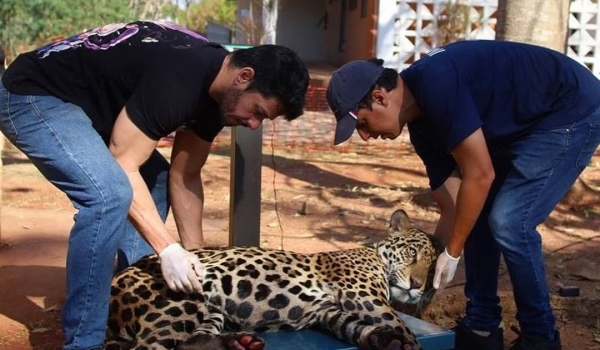 Queimadas: Milhares de animais sofrem e morrem no Pantanal