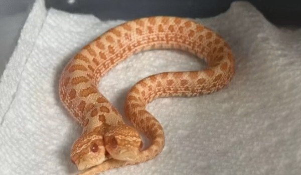 Cobra de duas cabeças nasce em cativeiro nos Estados Unidos e intriga especialistas