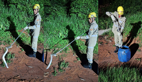 Cobra jiboia albina é encontrada em fundo de quintal de residência no Bairro Maranata, em Rio Verde